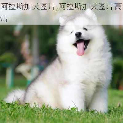 阿拉斯加犬图片,阿拉斯加犬图片高清-第2张图片-动人旅游网