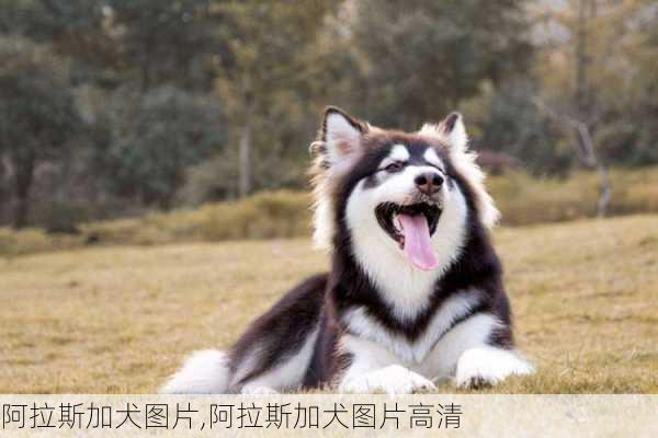 阿拉斯加犬图片,阿拉斯加犬图片高清