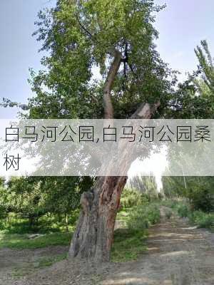 白马河公园,白马河公园桑树-第1张图片-动人旅游网