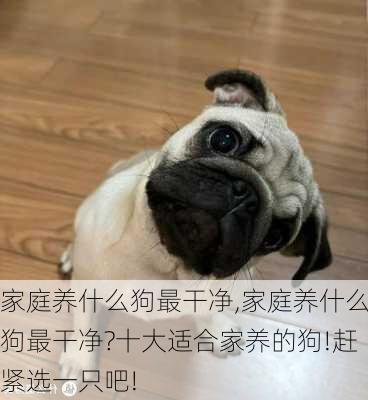 家庭养什么狗最干净,家庭养什么狗最干净?十大适合家养的狗!赶紧选一只吧!-第3张图片-动人旅游网